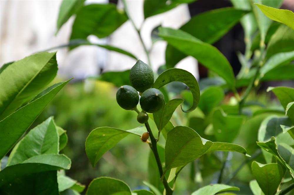 Sun City Apart Hotel